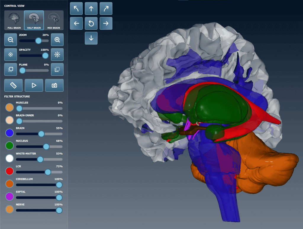 3D model of the human brain presented in Brain Viewer